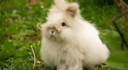 Angora Rabbit