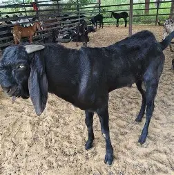Sirohi Goat 