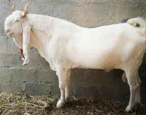 Beetal Goat 
