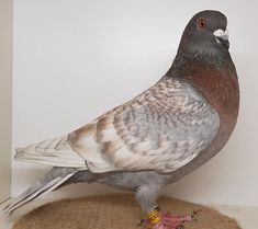 Racing-Homer pigeon