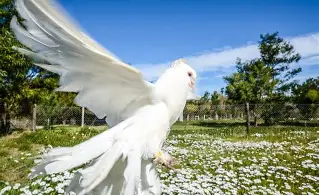 Fantail Pigeon