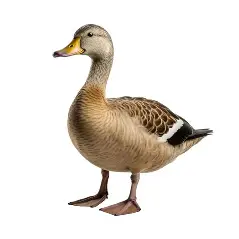 Pekin Duck