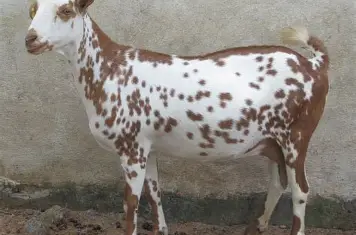 Barbari Goat 